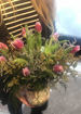 A bloomin love thumb
