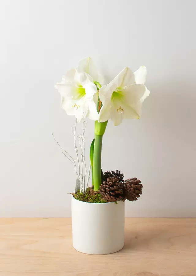 Amaryllis Planter by The Flower Alley
