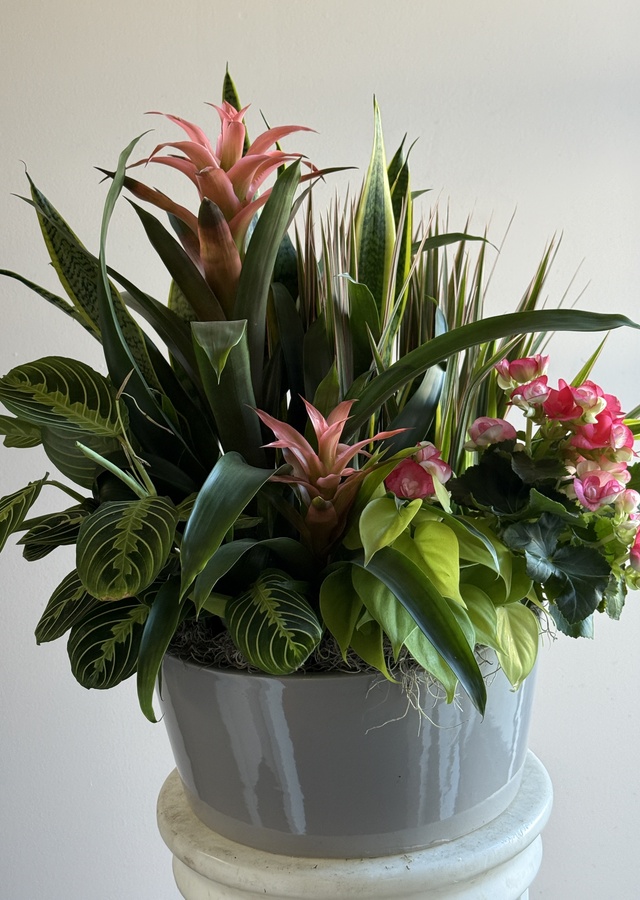 Bromeliad Garden by The Flower Alley