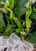 Deluxe floor stand green planter thumb