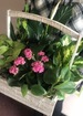 Everything s blooming in spring thumb