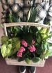 Everything s blooming in spring thumb