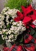 Green glitz poinsettia planter thumb