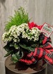 Green glitz poinsettia planter thumb