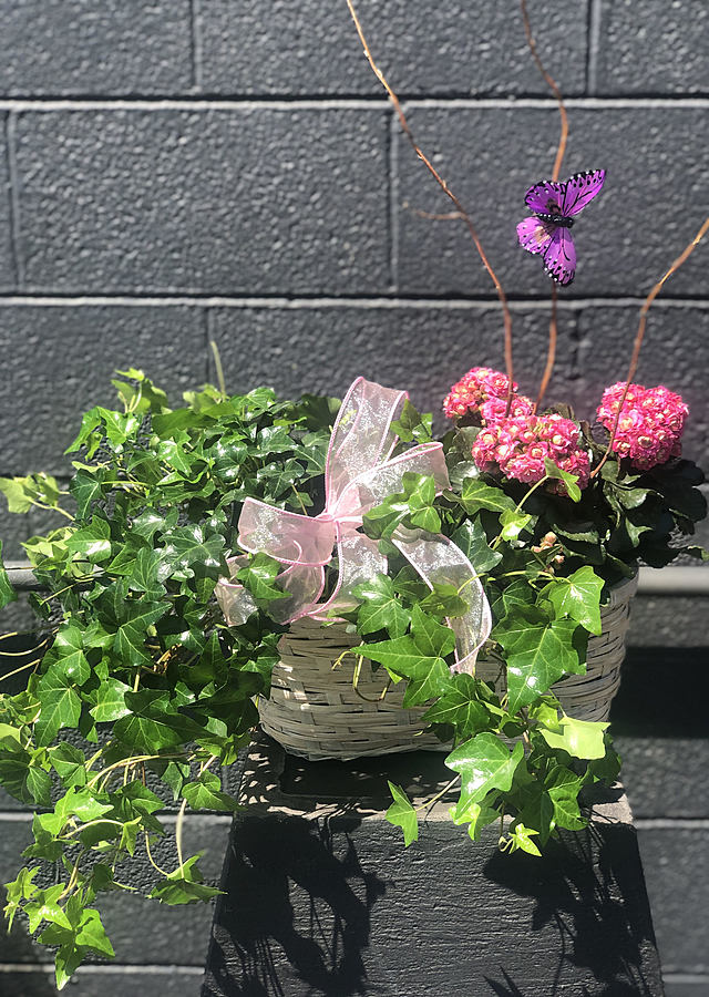 Kalanchoe and Ivy by The Flower Alley