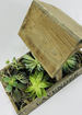 Lavender succulent garden thumb