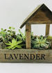 Lavender succulent garden thumb