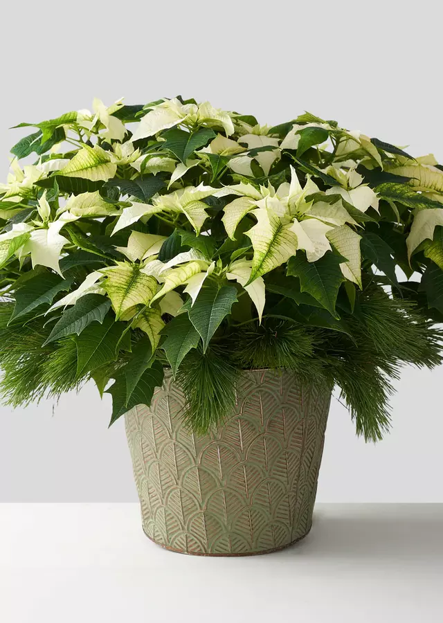 Luxury White Poinsettia by The Flower Alley