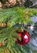Oh christmas tree thumb