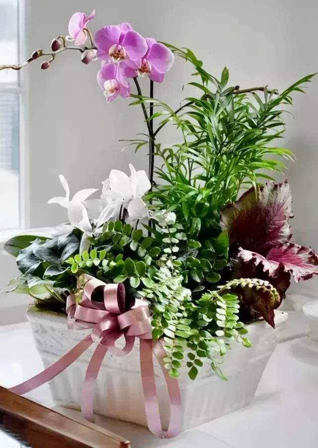 Orchid Indoor Garden by The Flower Alley