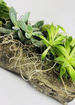 Petite succulent garden thumb