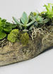 Petite succulent garden thumb