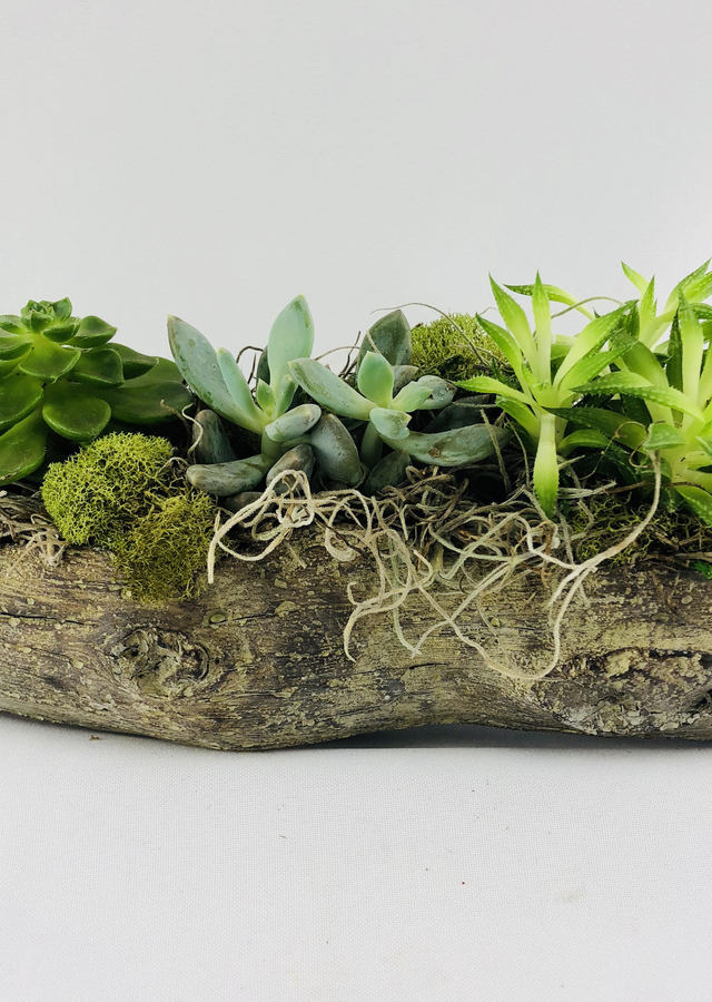 Petite Succulent Garden by The Flower Alley