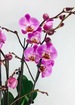 Royal purple multiple stem phalaenopsis orchid thumb