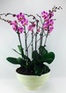 Royal purple multiple stem phalaenopsis orchid thumb