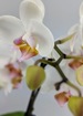 Serenity peace double white orchid phalaenopsis plant. thumb