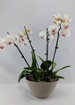 Serenity peace double white orchid phalaenopsis plant. thumb