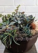 Succulent garden bowl thumb